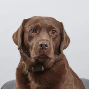 Profilbild unseres Büro-Hundes Lina